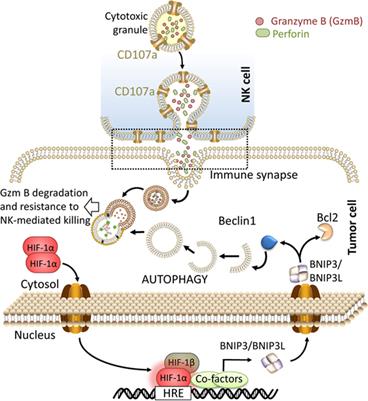 Targeting Autophagy in the Tumor Microenvironment: New Challenges and Opportunities for Regulating Tumor Immunity